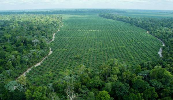 cultivos aceite de palma violencia colombiana novela negra la conspiracion de los farsantes